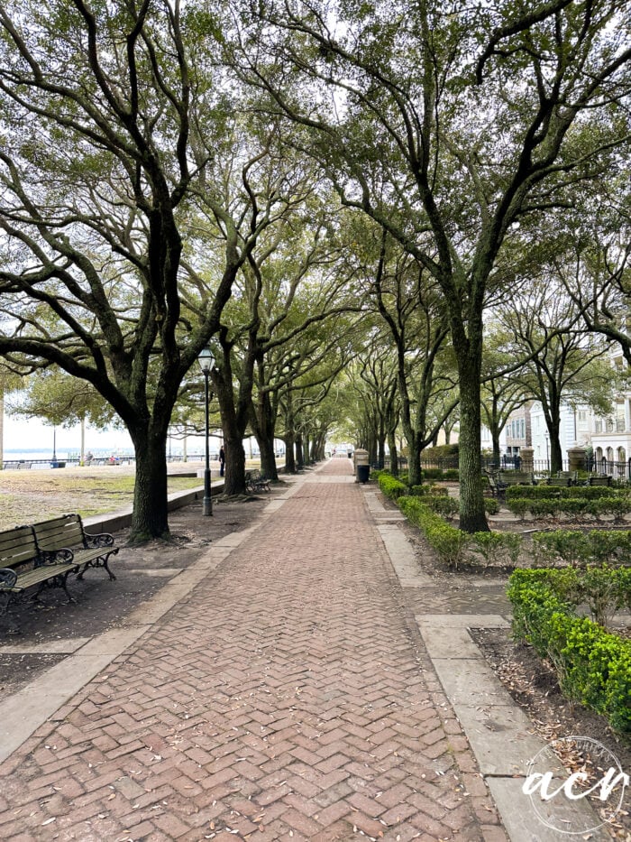 tree lined walk in the park