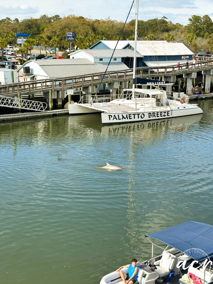 boats in the water and a dolphin