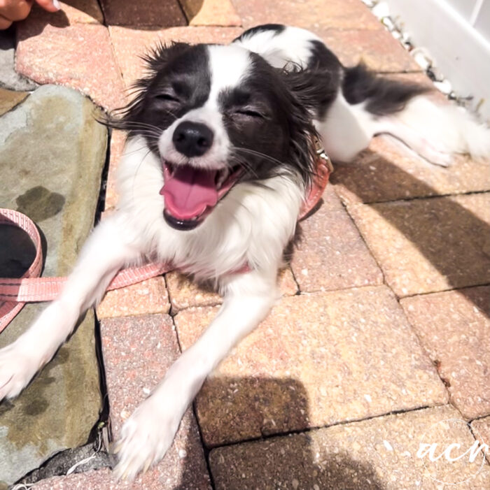 black and white puppy with mouth open and eyes closed (smiling)