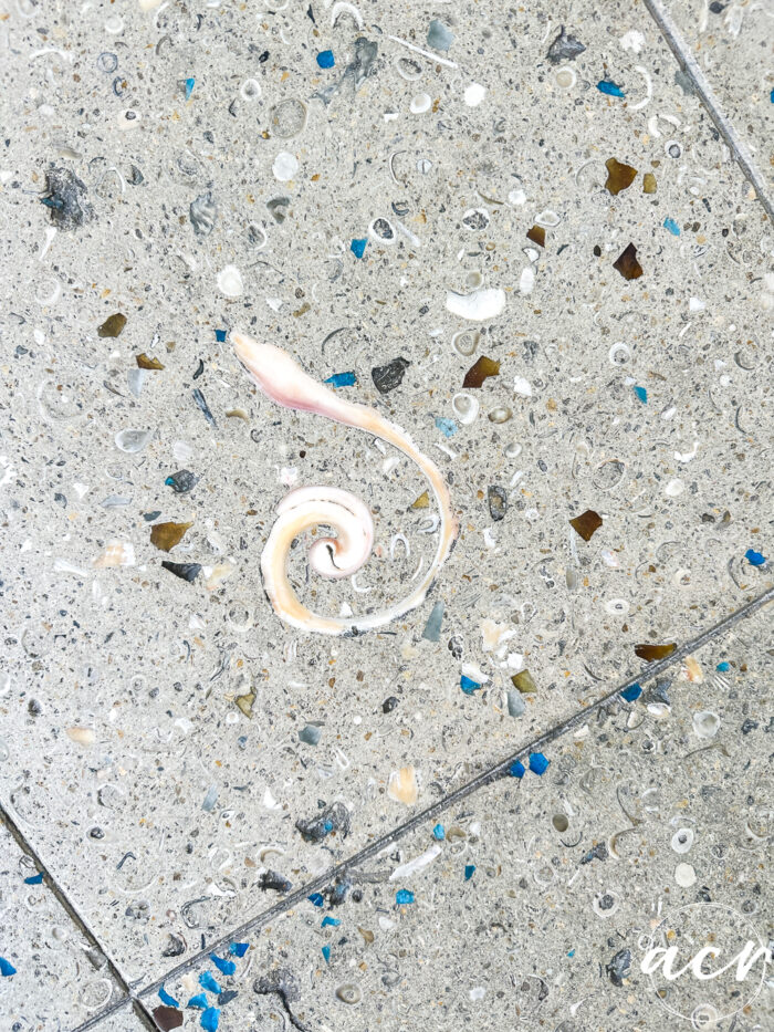 pretty flooring with seashells