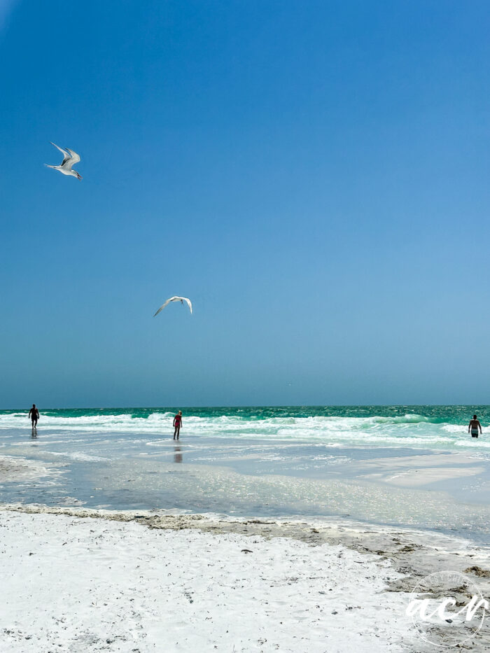 seagulls and rough surf