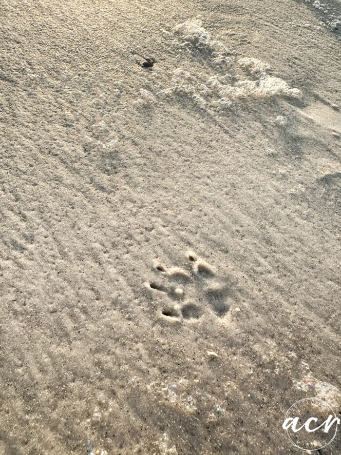 tiny pawprint in the sand
