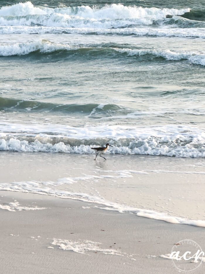 surf with small bird