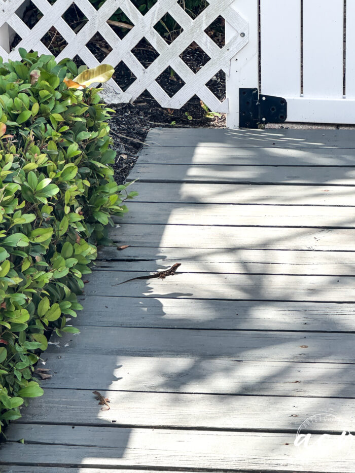 lizards on walkway
