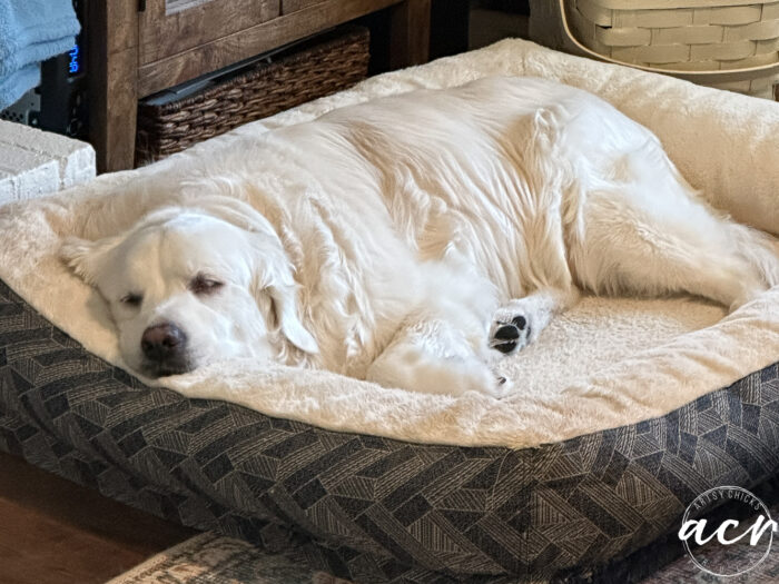big white dog sleeping in dog bed