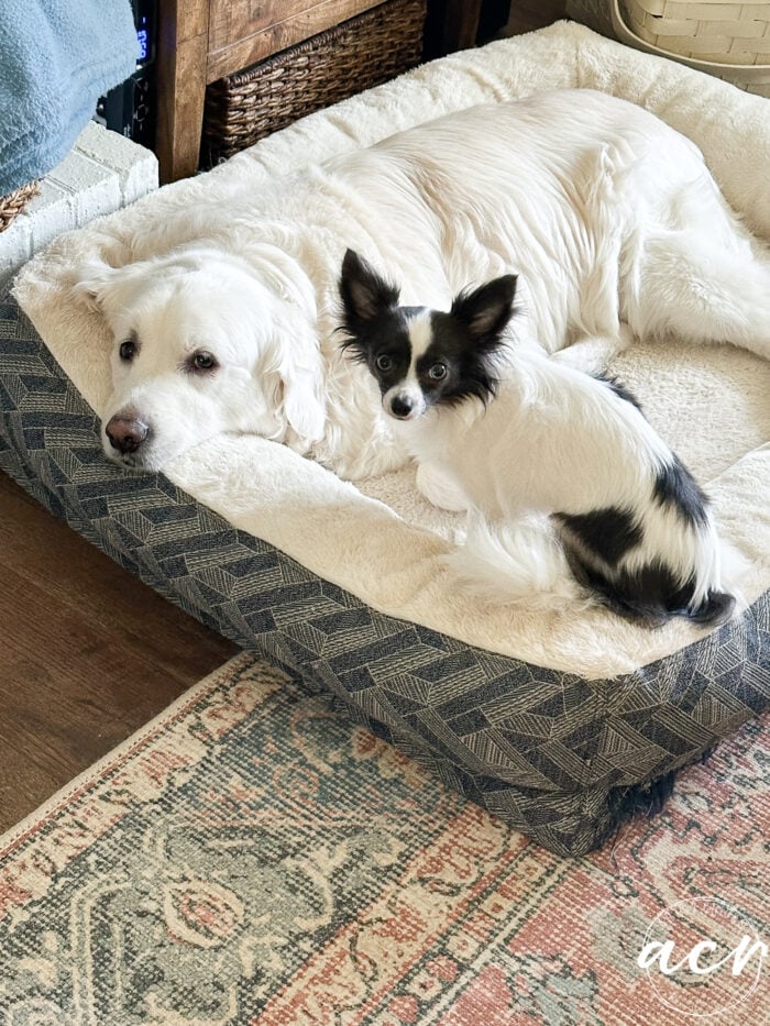 big white dog and small black and white dog