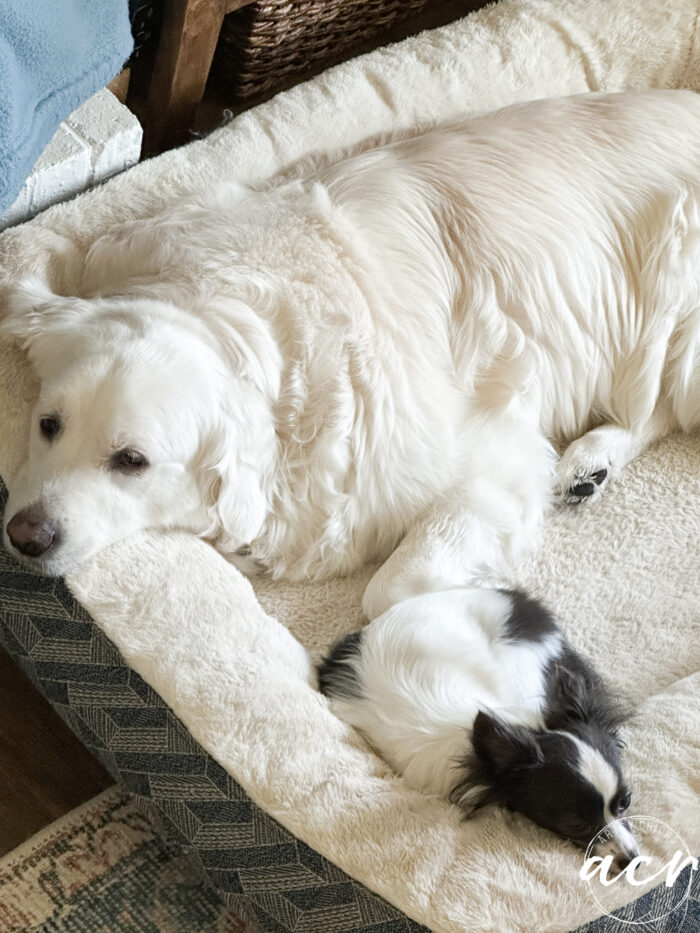 big white dog and small black and white dog sleeping in dog bed