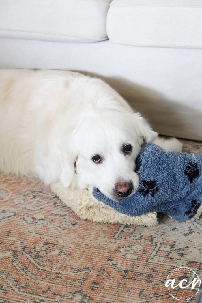 White golden with blue pet bed