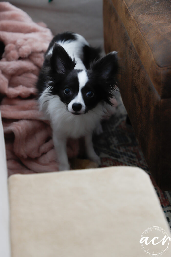 tiny black and white chihuahua
