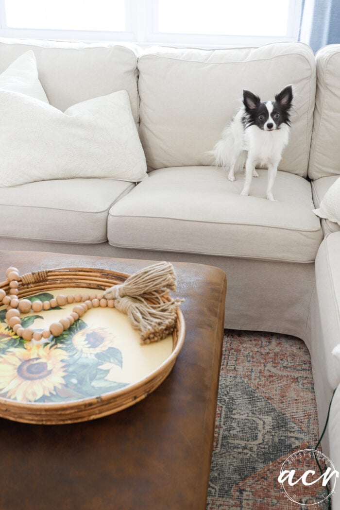 black and white puppy on couch with ottoman and tray