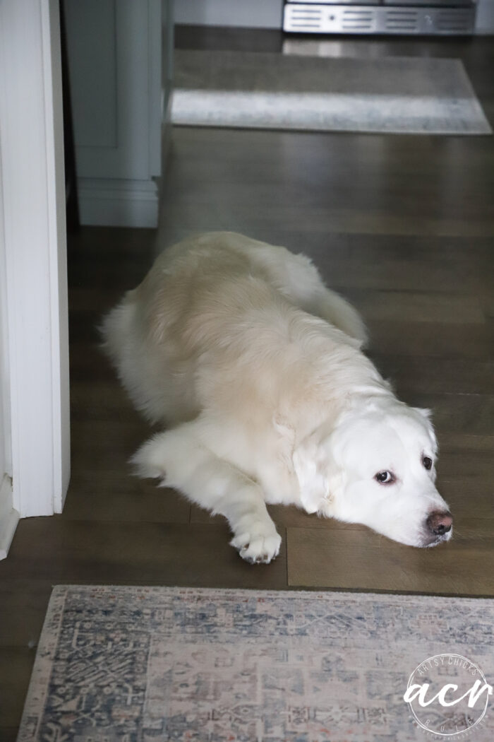 white golden retriever laying on floor