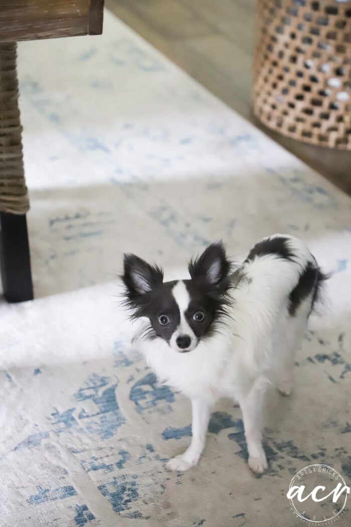 blue and white chihuahua long haired