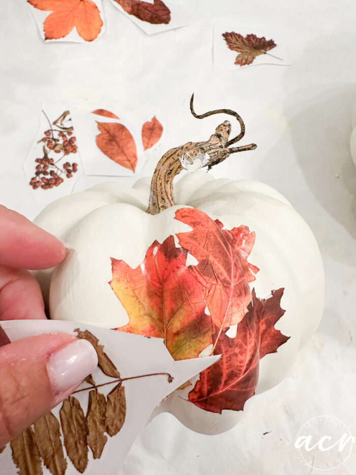 applying transfers to pumpkin