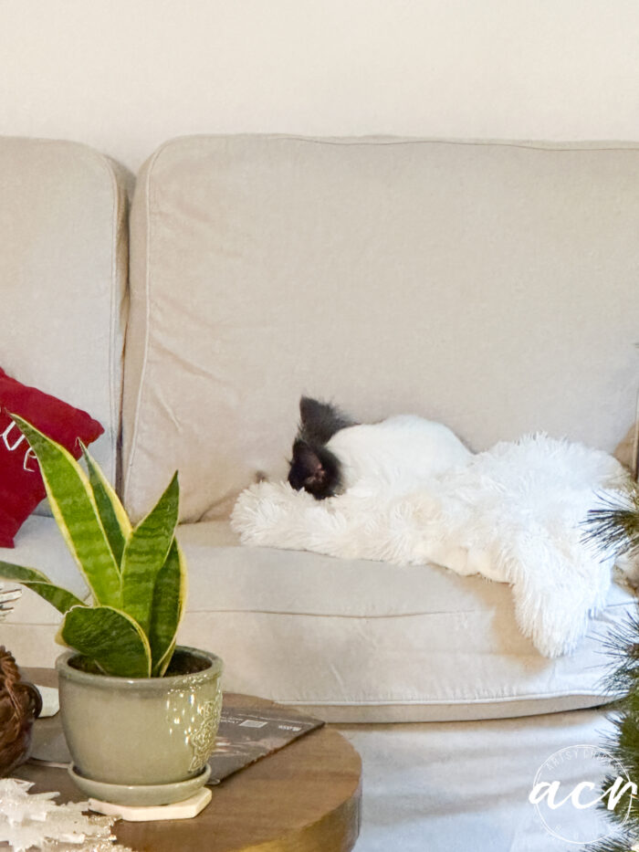black and white dog laying on white fluffy throw on couch sleeping