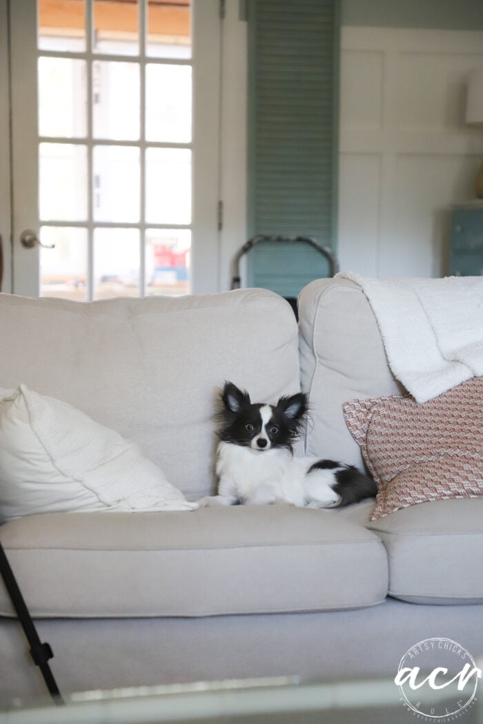 tiny black and white dog on couch
