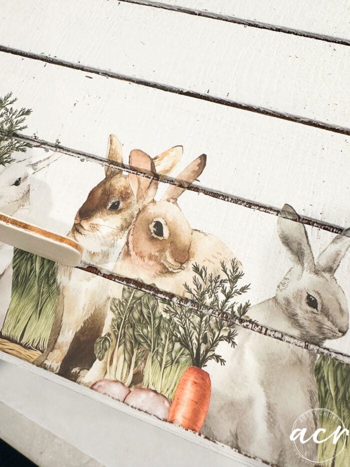 bunny transfer up close with openings in crate