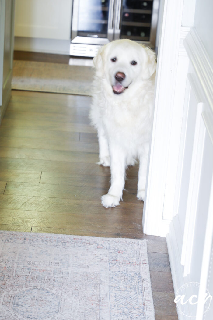 white puppy dog looking around corner