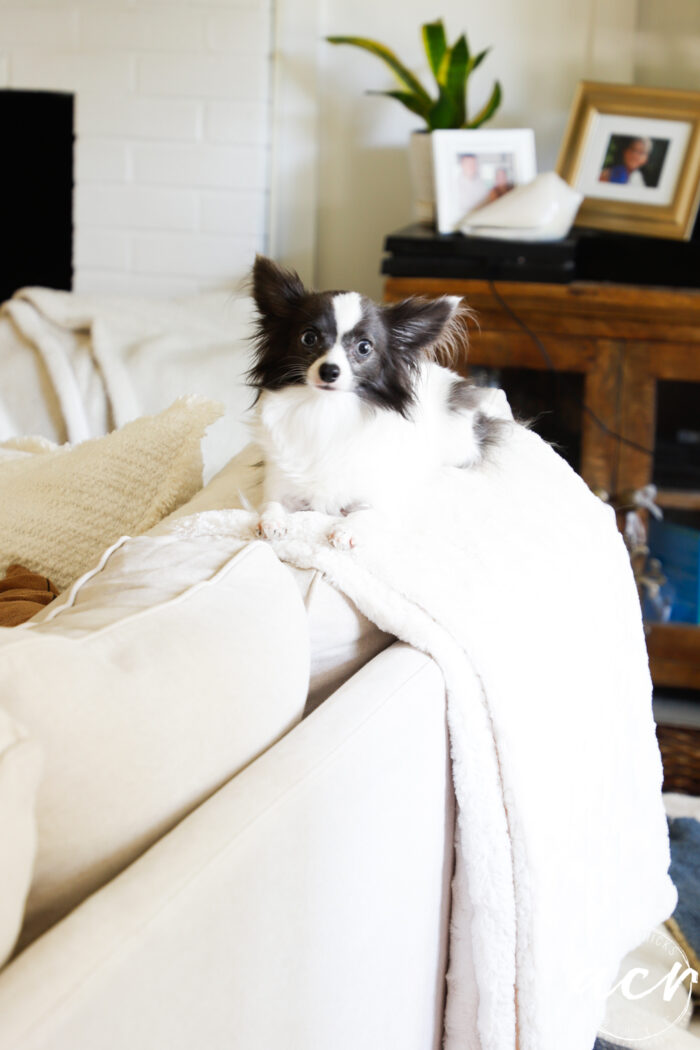 black and white small chi on top of the back of the couch laying