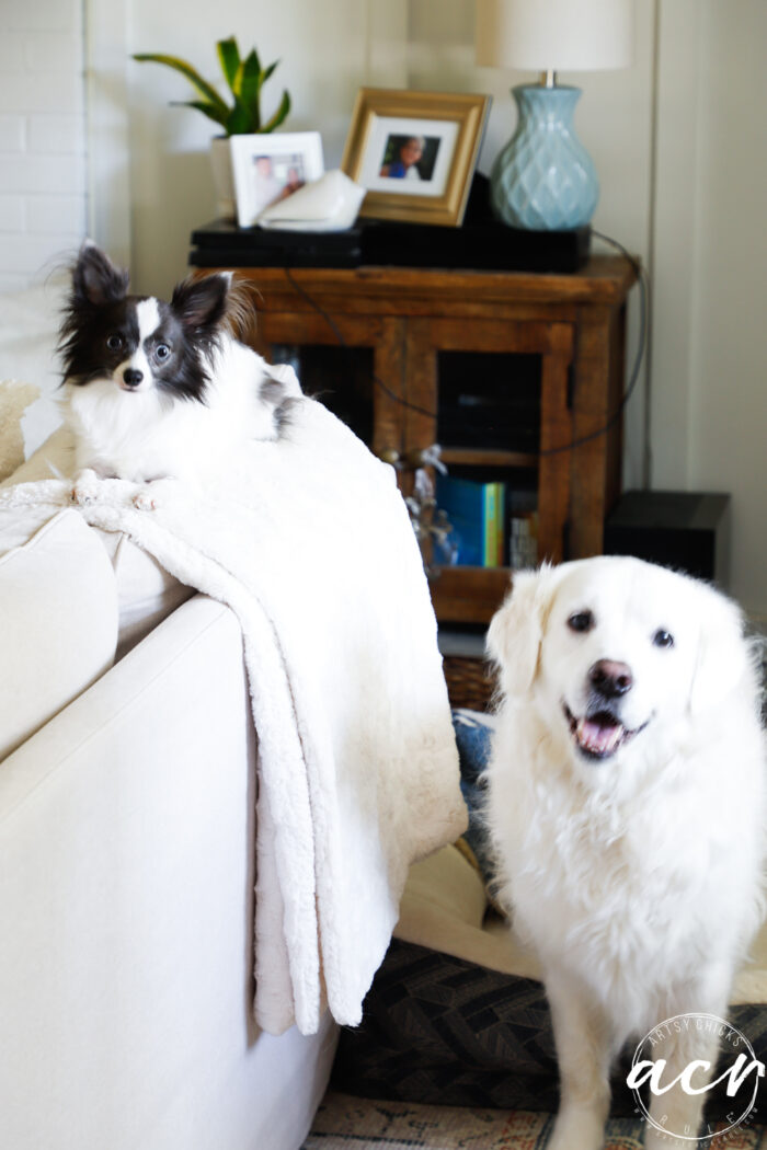 black and white chi and white golden retriever looking at the camera