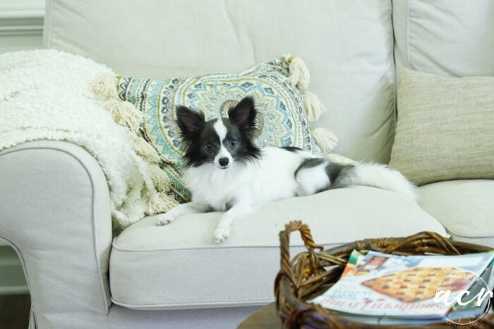up close shot of small black and white dog on couch
