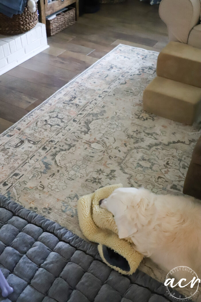 rug with white dog