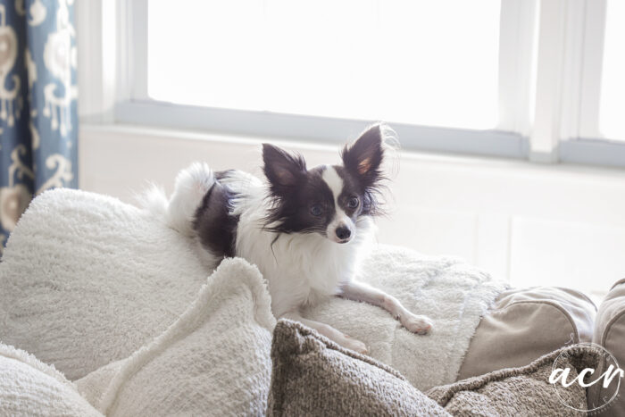 tiny black and white dog sitting on white throw on back of couch