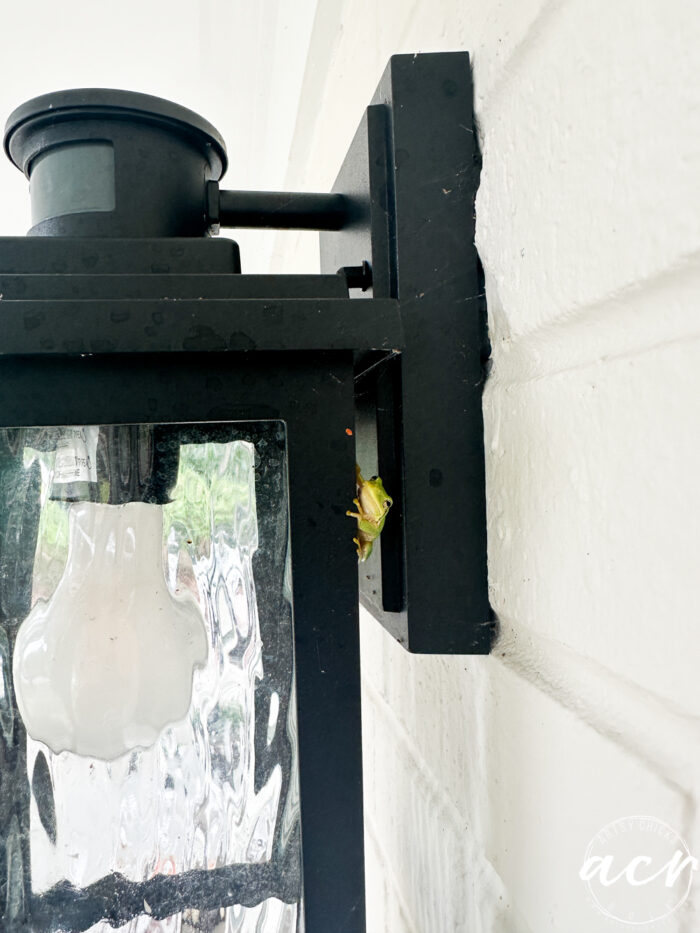 itty bitty frog on light