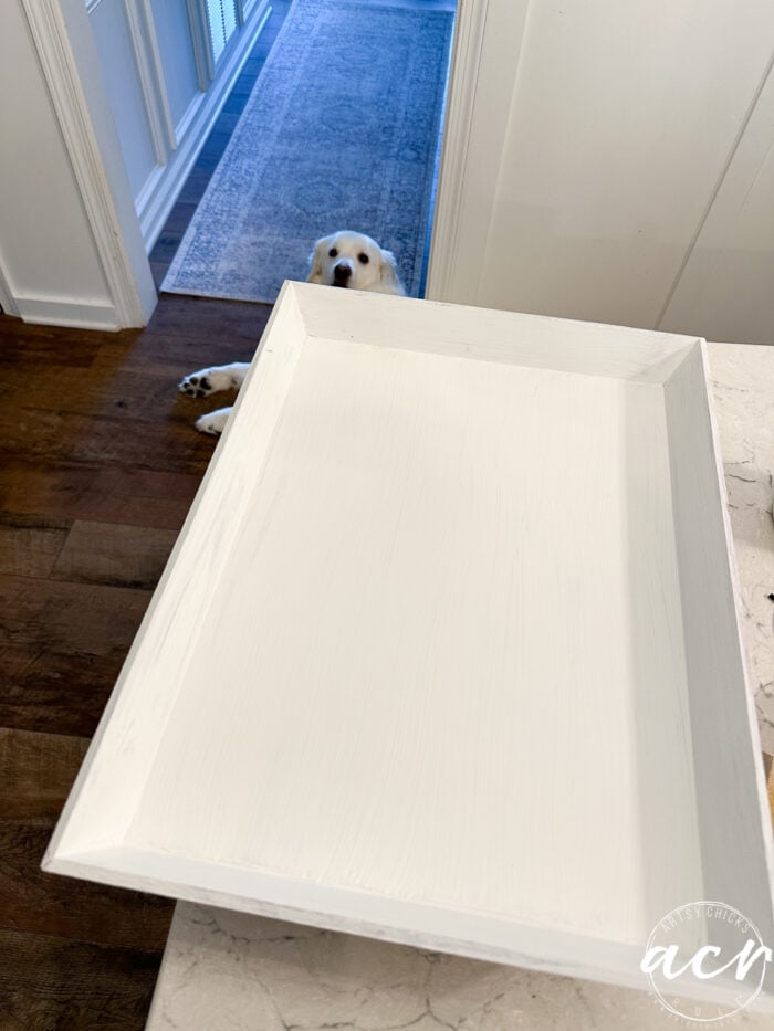white tray on counter and white pup looking up