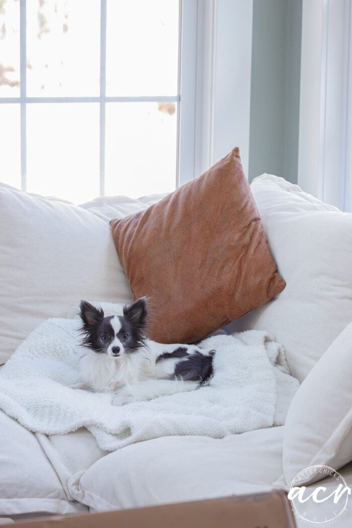 A small black and white dog is lying on a white blanket on a cream-colored sofa, with a brown pillow behind it and glass topped nesting tables nearby, all bathed in natural light from large windows.