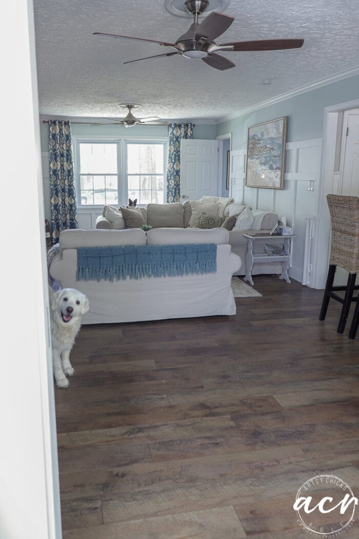 A white dog peeks playfully around a doorway into a cozy living room and sunroom with a white sofa, blue blanket, patterned curtains, wooden floor, and ceiling fans.