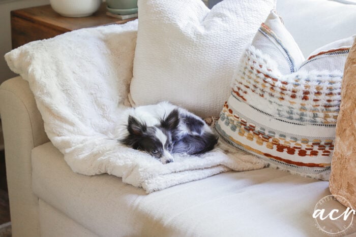 A small black and white dog is curled up on a fluffy white blanket on a light-colored couch, surrounded by textured throw pillows and reflected in unique mirrors that add character to the cozy space.