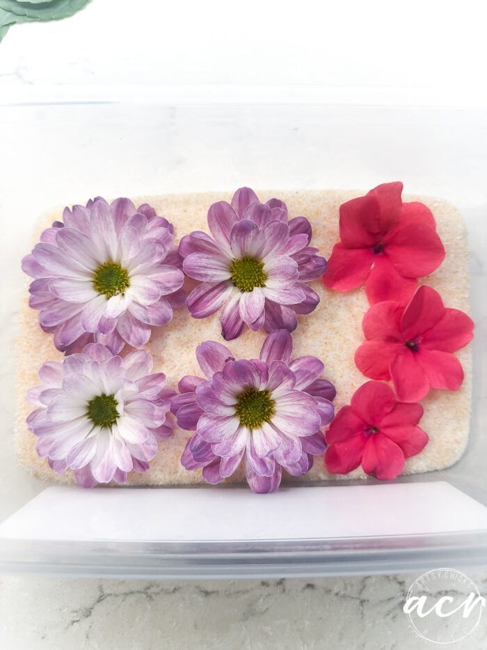 Four purple and white daisy-like flowers and three bright pink flowers are arranged on a bed of light-colored desiccant inside a clear plastic container, ready to be transformed into unique flower petal resin earrings.