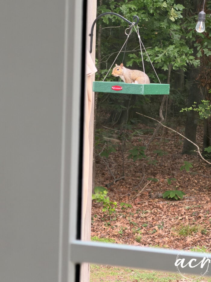 A squirrel sits on a green hanging platform feeder outside, eating food, with a wooded area and fallen leaves in the background. The scene is viewed through the laundry room window frame above the sink and cabinets.
