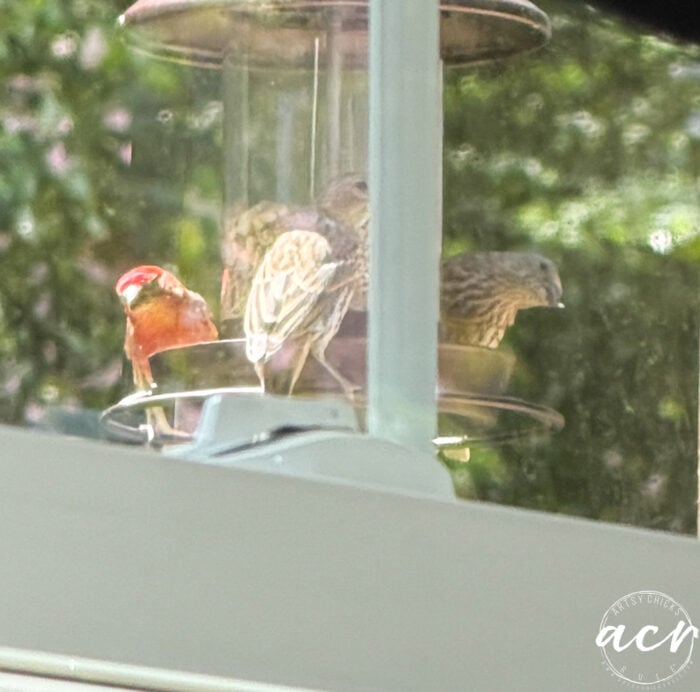 Four small birds perch and feed at a bird feeder outside a laundry room window. One on the left has a bright red head, while the others are brown and streaked. The view is partially blocked by the window frame and nearby cabinets.