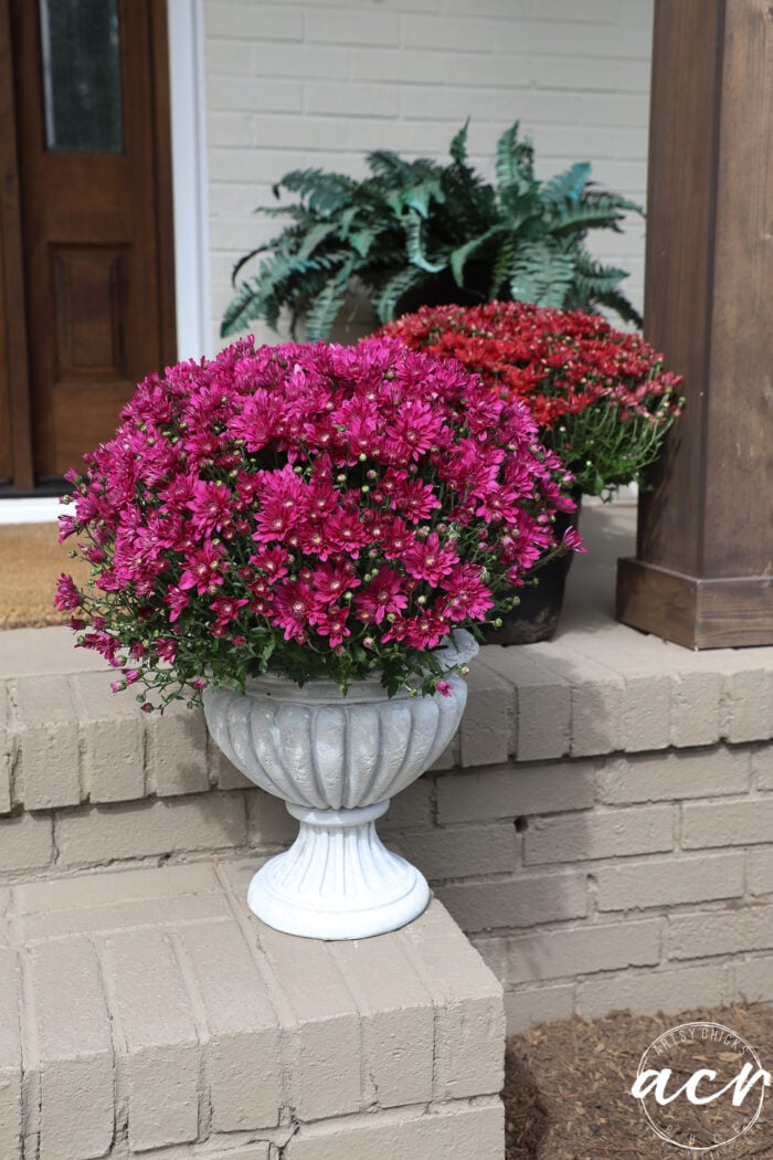 A vibrant magenta mum sits in a DIY concrete craft planter on a brick porch step, with a red mum and a fern behind it.