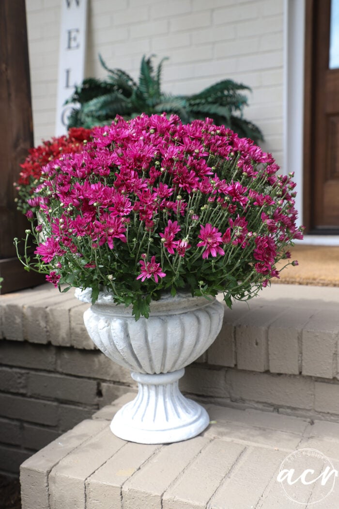 A large, white faux concrete decorative urn filled with vibrant magenta chrysanthemum flowers sitting on a brick porch.